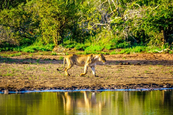 Dişi aslan gündoğumu Nkaya tava sulama delik Kruger Park Güney Afrika için içmek için gidiş