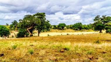 Tamamen kuru N'waswitsontso Nehri merkezi Kruger Milli Parkı'nda kuru sezon sonunda Güney Afrika'da