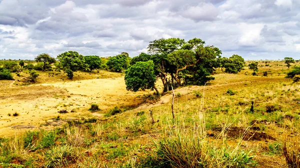 Rivière Waswitsontso Complètement Sèche Centre Parc National Kruger Afrique Sud — Photo