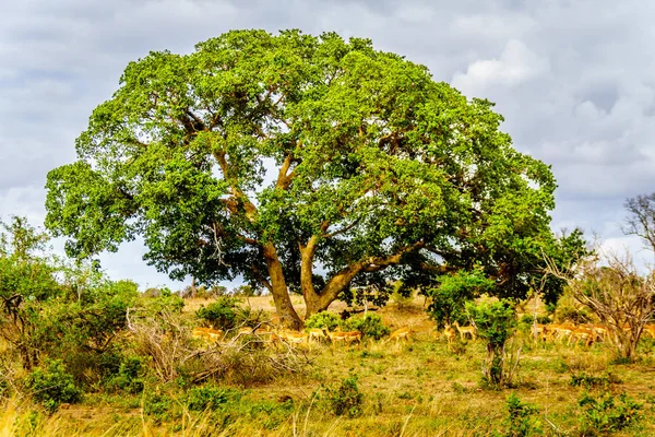 Troupeau Impalas Recherche Ombre Sous Grand Arbre Dans Région Savane — Photo