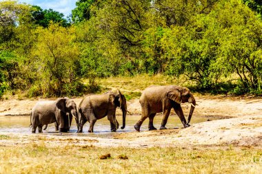 Grup Olifantdrinkgat, Skukuza dinlenme kampı, Güney Afrika Kruger National Park yakınındaki bir sulama delik, fil