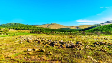' Kuzey Güney Afrika eyaletinde Mpumalanga Panorama rota boyunca highveld toplayan