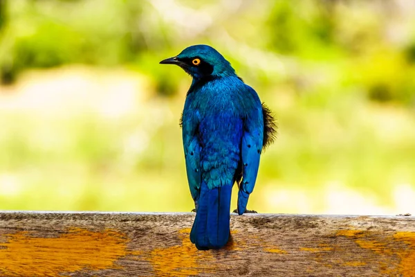 Větší Blue Eared Starling Sedí Železniční Plot Tábora Parku Kruger — Stock fotografie