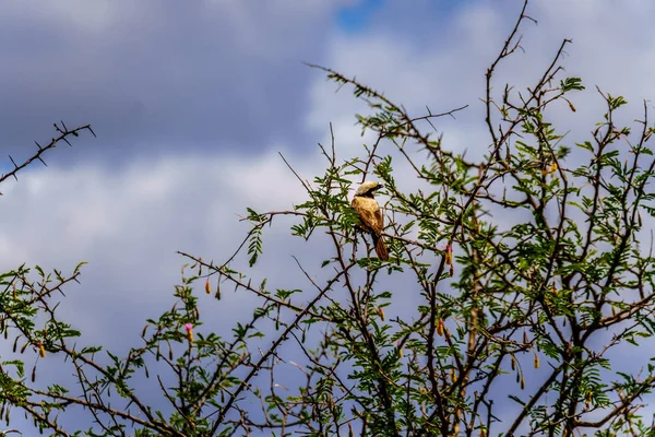 南アフリカのクルーガー国立公園の木の枝の上に座って南白戴冠モズ — ストック写真