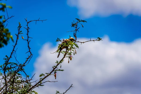 Sulista Branco Coroado Shrike Sentado Ramo Árvore Parque Nacional Kruger — Fotografia de Stock