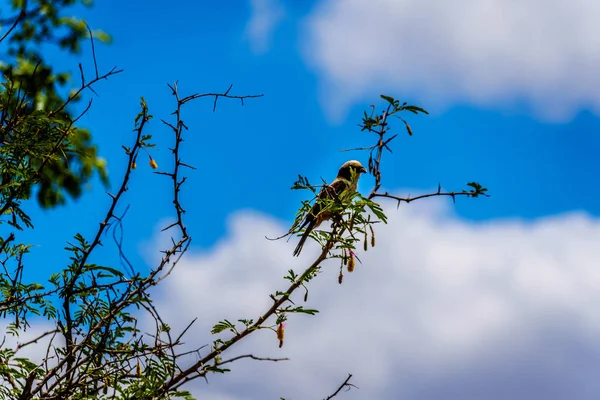 Sulista Branco Coroado Shrike Sentado Ramo Árvore Parque Nacional Kruger — Fotografia de Stock