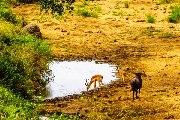Wildebeest Impalas Una Pozza Acqua Nel Kruger National Park Sud — Foto Stock