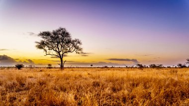 Merkez Kruger Milli Parkı'nda Güney Afrika savana ve çim alanlar üzerinde gündoğumu