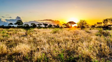 Merkez Kruger Milli Parkı'nda Güney Afrika savana ve çim alanlar üzerinde gündoğumu