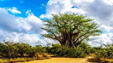 Baobab ağacının altında kısmen mavi gökyüzünde bahar zaman Güney Afrika Kruger National Park