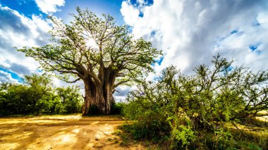 Güneş parlıyor Baobab ağacı Kruger Milli Parkı'nda Güney Afrika