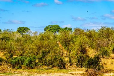 Güney Afrika Kruger National Park orman yürürken zürafa