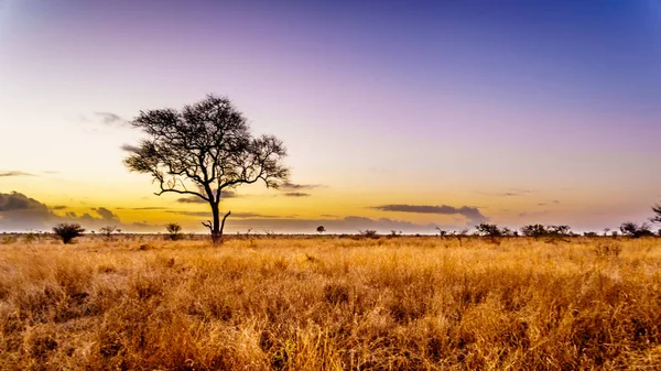 Merkez Kruger Milli Parkı'nda Güney Afrika savana ve çim alanlar üzerinde gündoğumu