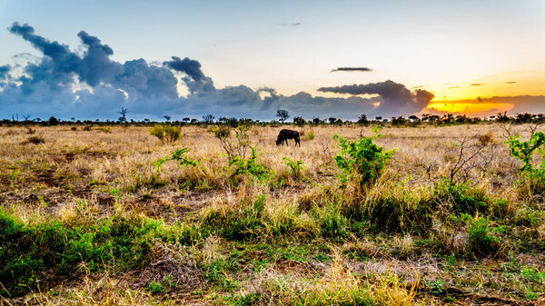 Sunrise over the savanna with a grazing wildebeest in central Kruger National Park in South Africa