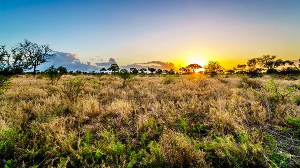 Lever Soleil Sur Les Champs Savane Herbe Dans Parc National — Photo