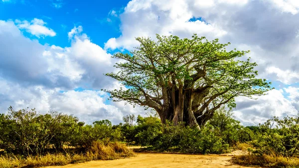 Baobab Tree Sous Ciel Partiellement Bleu Printemps Dans Parc National — Photo