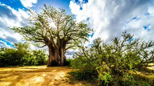 Sol Brilhando Através Uma Árvore Baobab Parque Nacional Kruger África — Fotografia de Stock