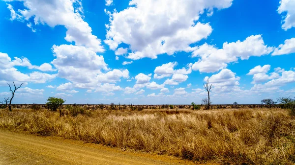 Paysage Région Savane Dans Parc National Kruger Afrique Sud — Photo