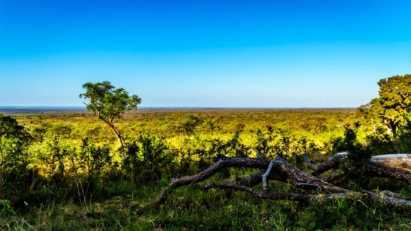 Vue Tôt Matin Sur Savane Extérieur Camp Repos Pretoriuskop Dans — Photo