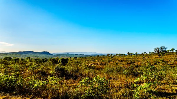 Vista Temprana Mañana Sobre Sabana Fuera Del Campamento Descanso Pretoriuskop — Foto de Stock