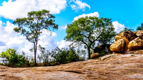 Trees growing on rocky ground in Kruger National Park in South Africa