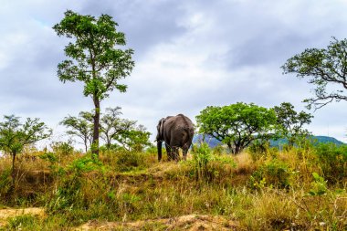 Çim Pretoriuskop dinlenme kampı Güney Afrika Kruger National Park yakınındaki aracılığıyla merak içinde yalnız fil