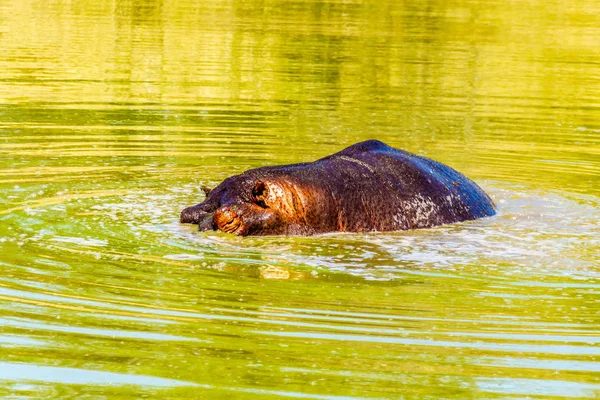 Nilpferd Beginnt Olifanten Tauchen Und Trinkt Gat Wasserloch Kruger Nationalpark — Stockfoto