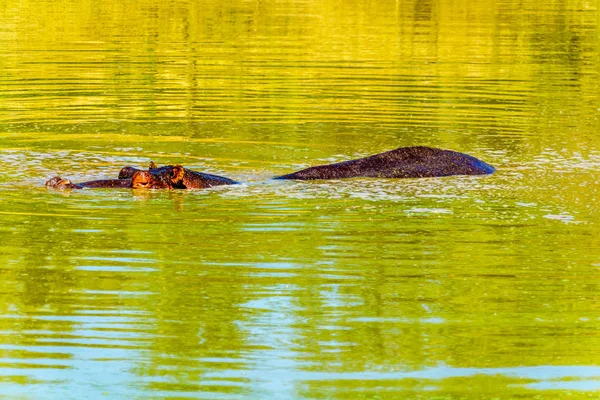 Hippopótamo Flutuando Olifants Beber Gat Buraco Rega Parque Nacional Kruger — Fotografia de Stock