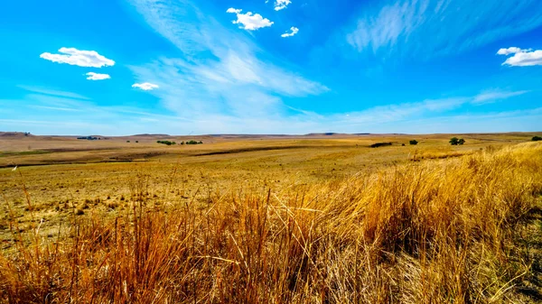 Wide Open Farmland Distant Mountains Warden Villiers Free State Province — Stock Photo, Image