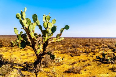 Eski inciri kaktüs yarı çölde Karoo bölge Güney Afrika