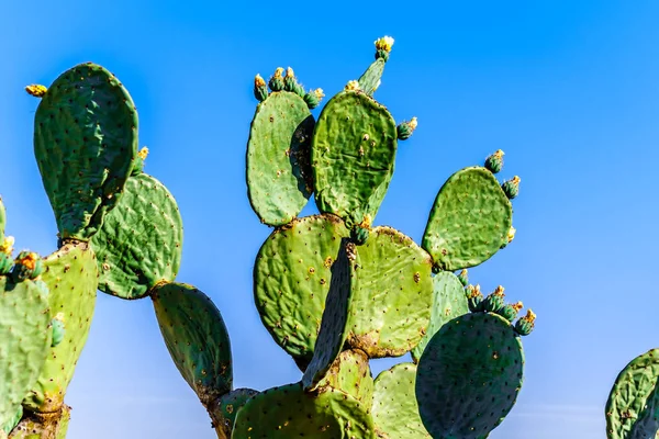 Old Prickly Pear Cactus in the semi desert Karoo Region of South Africa