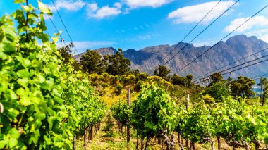 Cape Winelands Franschhoek Valley, Western Cape, Güney Afrika, çevreleyen Drakenstein dağların ortasında üzüm bağları