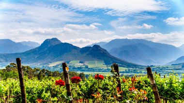 Cape Winelands Franschhoek Valley, Western Cape, Güney Afrika, çevreleyen Drakenstein dağların ortasında üzüm bağları