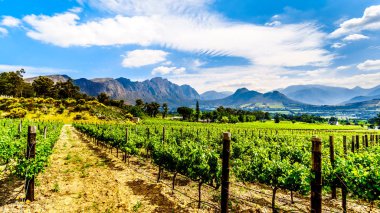 Cape Winelands Franschhoek Valley, Western Cape, Güney Afrika, çevreleyen Drakenstein dağların ortasında üzüm bağları