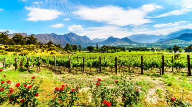 Cape Winelands Franschhoek Valley, Western Cape, Güney Afrika, çevreleyen Drakenstein dağların ortasında üzüm bağları