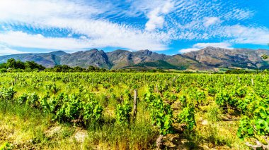 Cape Winelands Franschhoek Valley, Western Cape, Güney Afrika, çevreleyen Drakenstein dağların ortasında üzüm bağları