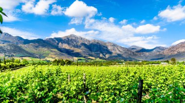 Cape Winelands Franschhoek Valley, Western Cape, Güney Afrika, çevreleyen Drakenstein dağların ortasında üzüm bağları