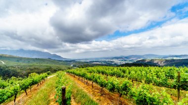 Stellenbosch tarihi şehirleri ve şarap bölgesi Batı Güney Afrika Cape Franschhoek arasındaki Helshoogte yol boyunca dağlarla çevrili üzüm bağları ve zeytin bahçeleri