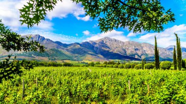 Cape Winelands Franschhoek Valley, Western Cape, Güney Afrika, çevreleyen Drakenstein dağların ortasında üzüm bağları