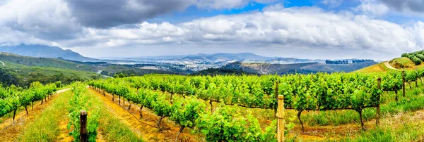 Panorama görünüm zeytin bahçeleri ve tarihi kasaba Stellenbosch ve şarap bölgesi Batı Güney Afrika Cape Franschhoek arasındaki Helshoogte yol boyunca dağlarla çevrili üzüm bağları