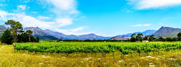 Vinhedos Cabo Winelands Vale Franschhoek Cabo Ocidental África Sul Meio — Fotografia de Stock