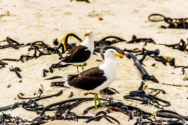 Strandfontein 海滩上的海鸥在望加锡和 Muizenberg 之间在开普敦附近的西部海角驾驶 — 图库照片