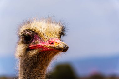 Oudtshoorn yarı çölde küçük Karoo bölge Western Cape Province, Güney Afrika bir devekuşu çiftliğinde bir devekuşu Başkanı yakın çekim