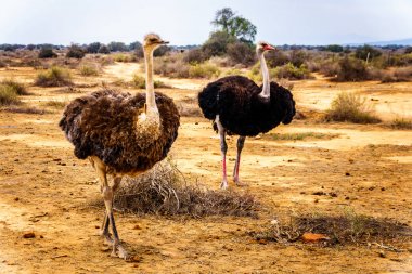 Kadın ve erkek devekuşu bir devekuşu çiftliğinde Oudtshoorn içinde yarı çöl küçük Karoo bölge Western Cape Province, Güney Afrika
