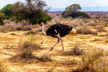 Oudtshoorn içinde yarı bir devekuşu çiftliğinde erkek devekuşu küçük Karoo bölge Western Cape Province, Güney Afrika çöl