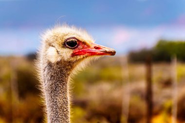 Oudtshoorn yarı çölde küçük Karoo bölge Western Cape Province, Güney Afrika bir devekuşu çiftliğinde bir devekuşu Başkanı yakın çekim