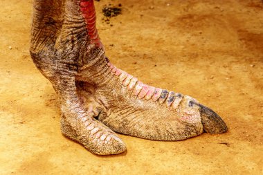 Close up of an Ostrich Foot at an Ostrich Farm in Oudtshoorn in the semi desert Little Karoo Region Western Cape Province of South Africa clipart