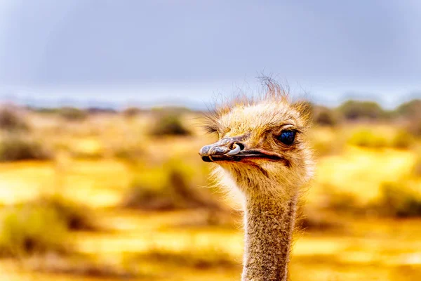 Close Ostrich Head Ostrich Farm Oudtshoorn Semi Desert Little Karoo — Stock Photo, Image