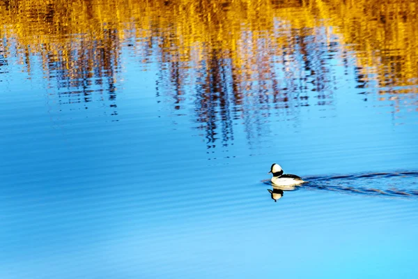 Bufflehead Ente Schwimmt Alouette Fluss Pitt Polder Der Stadt Ahorngrat — Stockfoto