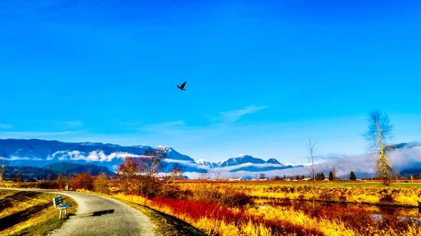 Winter Kleuren Van Landbouwers Velden Pitt Polder Nabij Maple Ridge — Stockfoto